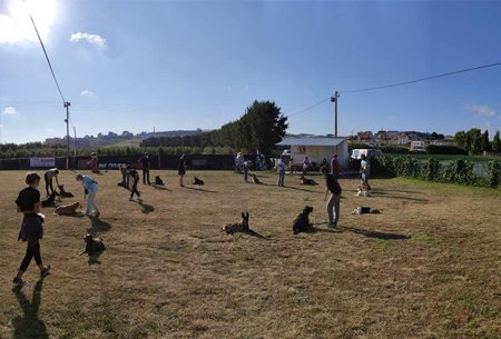 Socialização de cães