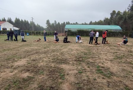 Socialização de cães