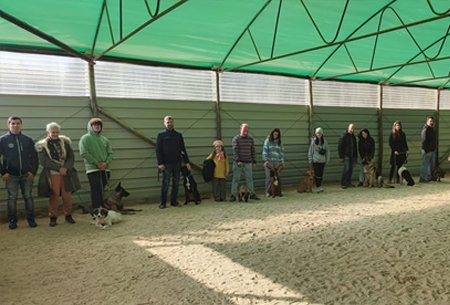 Socialização de cães