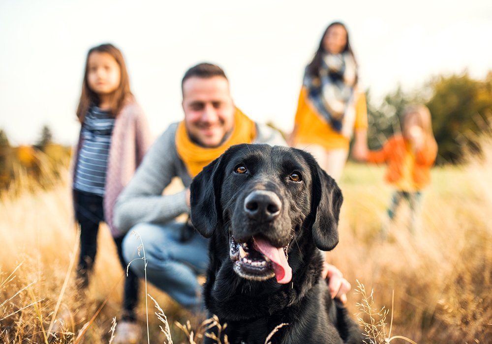 As Melhores Raças de Cães para Cada Estilo de Vida