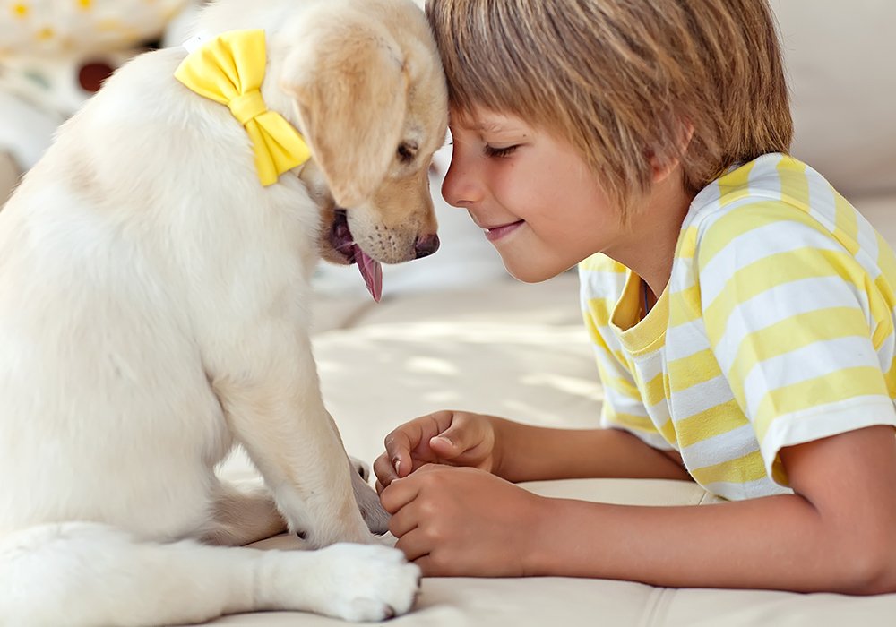 Os Primeiros Cuidados a Ter com a Chegada do Cachorro à Nova Casa