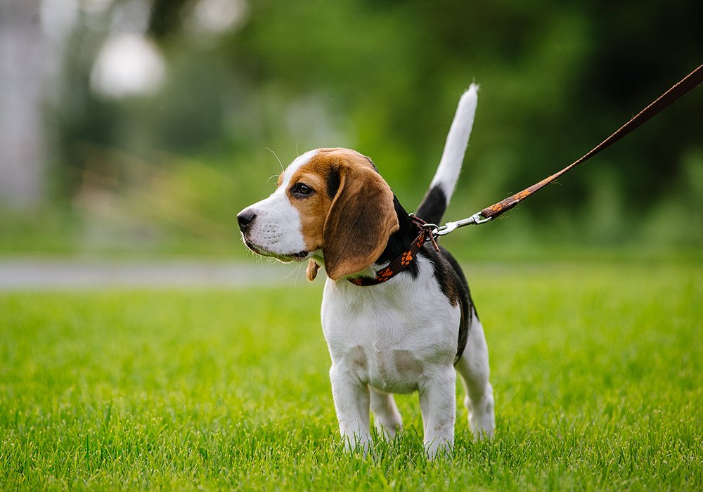 Cuidados a Ter na Primeira Saída à Rua com o Seu Cachorro