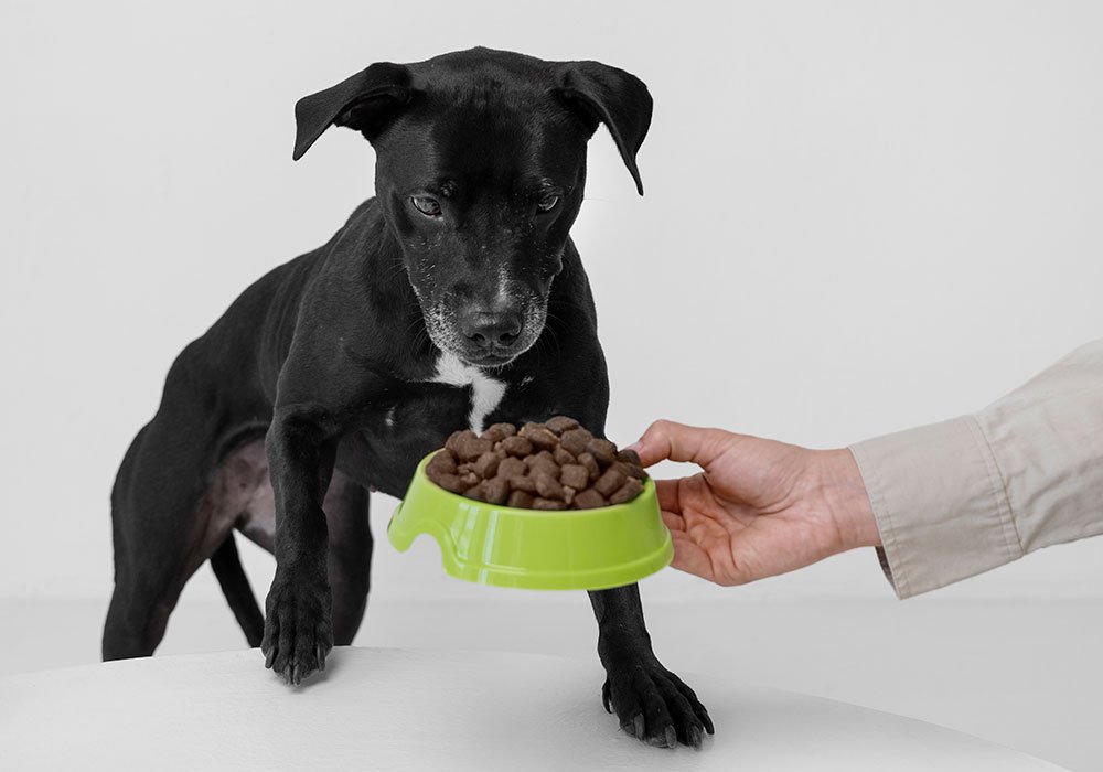 Como Lidar com a Possessividade do Cão com Comida, Brinquedos e Outros Objetos