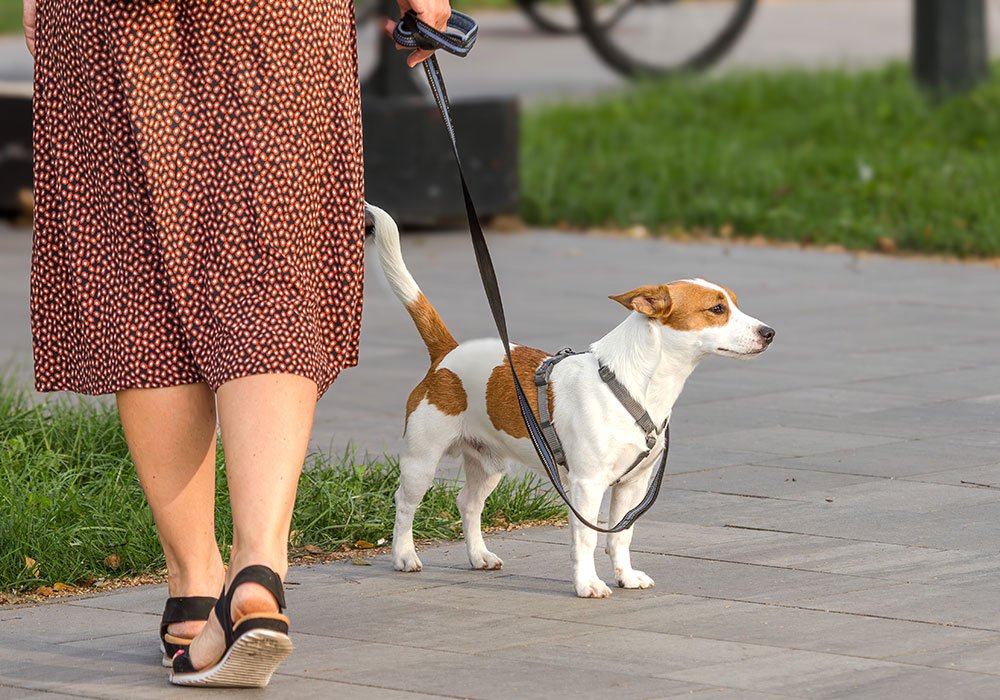 O Meu Cão Puxa Muito a Trela: Como Treiná-lo a Andar Corretamente na Rua