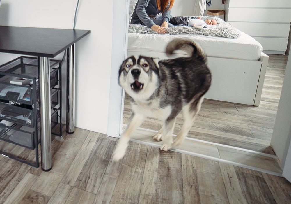 O Meu Cão Ladra Muito Quando Ouve Alguém nas Escadas do Prédio