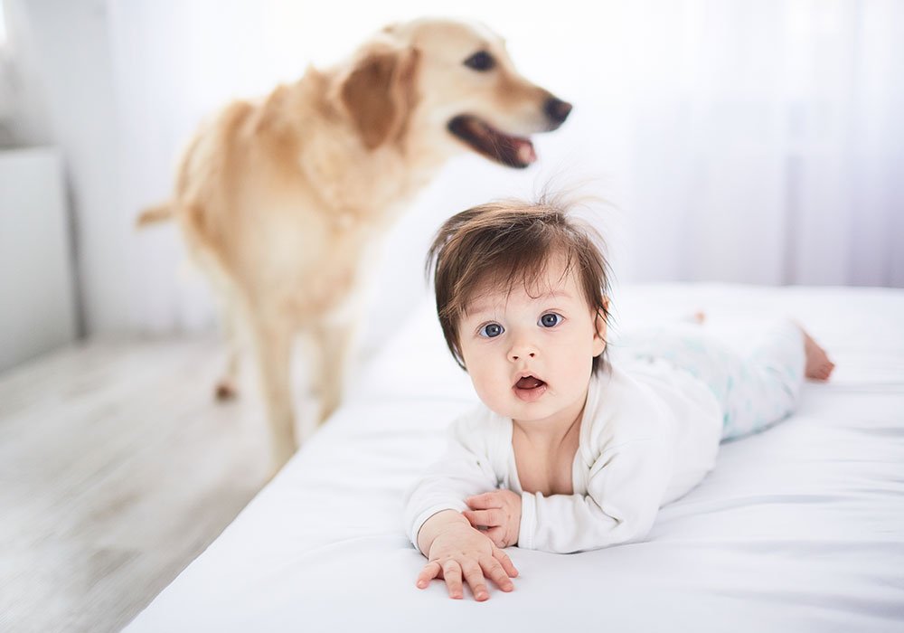 A Família Vai Crescer: Como Preparar o Seu Cão para a Chegada de um Bebé