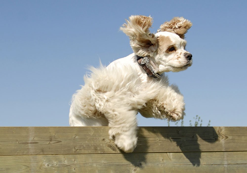 O Meu Cão Salta o Muro e Foge de Casa: Como Parar Este Comportamento