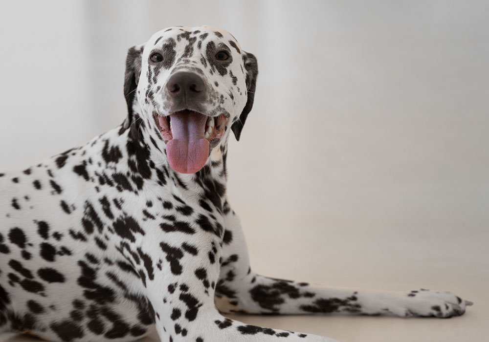 O Seu Cão Come Fezes: Por Que Razão Acontece e Como Corrigir Este Comportamento