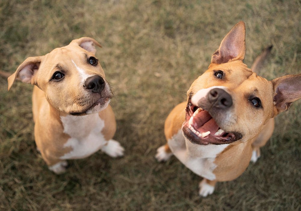 Como Evitar Problemas de Ansiedade de Separação em Cães