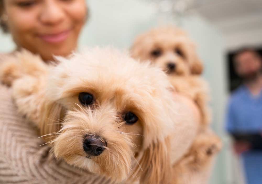 Como Reduzir o Medo do Veterinário no Seu Cão: Dicas Práticas para Tornar as Consultas Mais Tranquilas