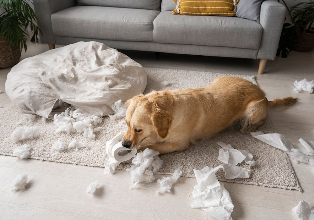 Como Evitar Comportamentos Destrutivos em Cães Quando Ficam Sozinhos