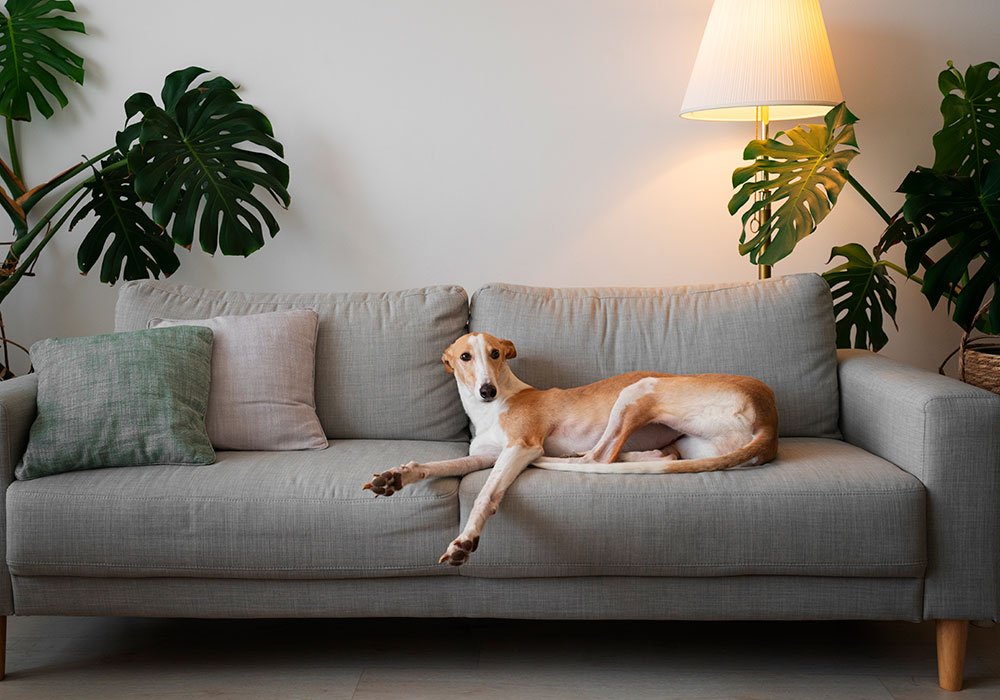 Os Principais Problemas de Deixar o Cão Subir na Cama ou no Sofá