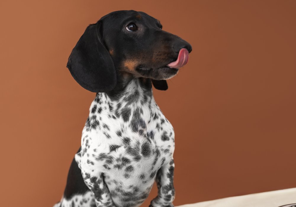 O Seu Cão Come Tudo o Que Encontra? Descubra Como Parar Este Comportamento