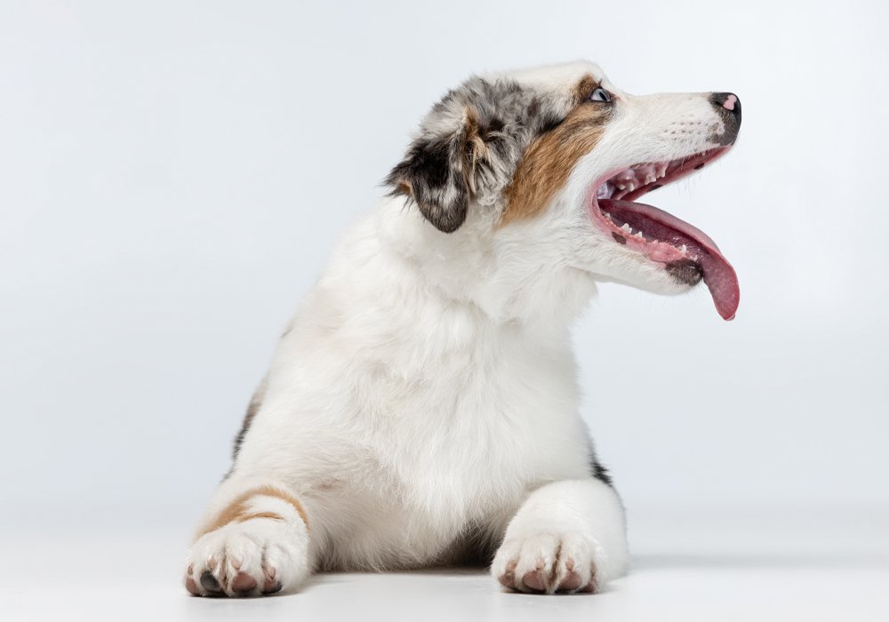 A Importância do Enriquecimento Ambiental no Bem-Estar do Seu Cão