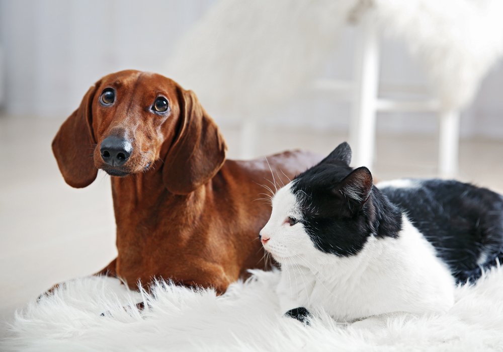 Como Introduzir Novos Animais de Estimação em Casa: Cães, Gatos e Outros