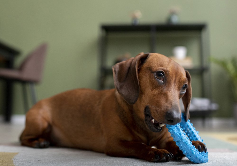 O Seu Cão Tenta Montar Brinquedos ou as Pernas das Pessoas? Saiba Como Lidar Com Este Comportamento