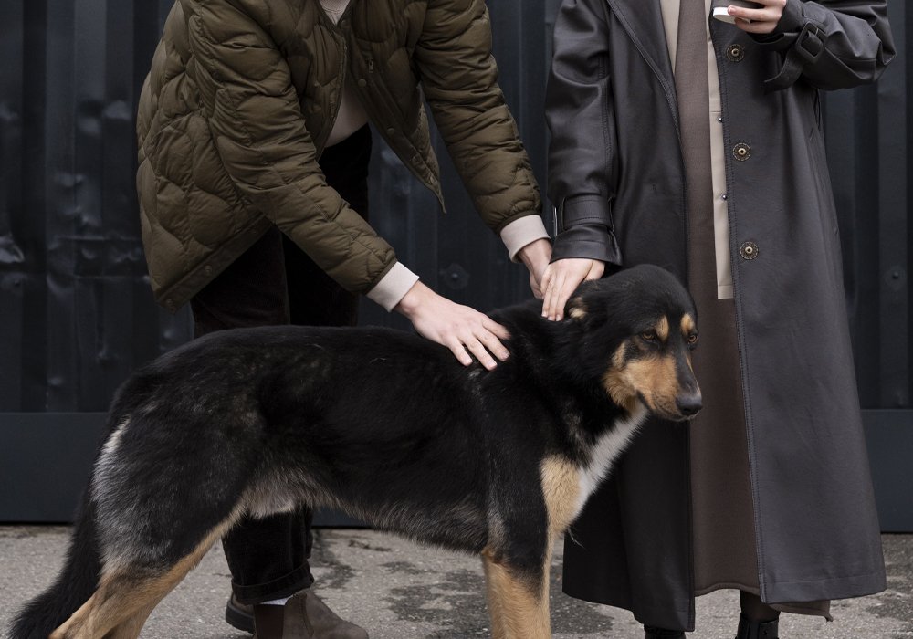 O Seu Cão Sente Ciúmes Quando Alguém Chega Perto de Si? Saiba Como Lidar com o Comportamento Ciumento