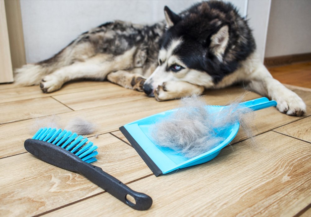 Tem Dificuldades na Higiene do Seu Cão? Saiba Como Dar Banho, Cortar Unhas e Limpar Ouvidos Corretamente