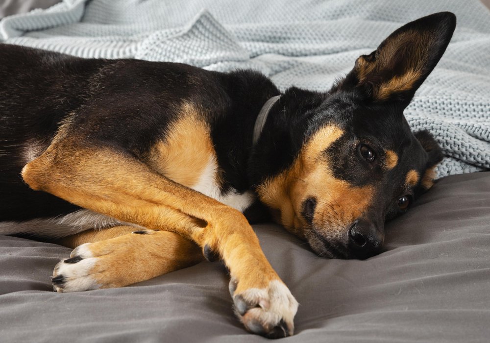 O Seu Cão Não Quer Sair de Casa? Descubra Como Resolver Esse Comportamento e Garantir Passeios Saudáveis