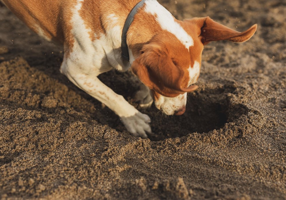O Seu Cão Faz Imensos Buracos no Quintal? Saiba Como Corrigir Esse Comportamento