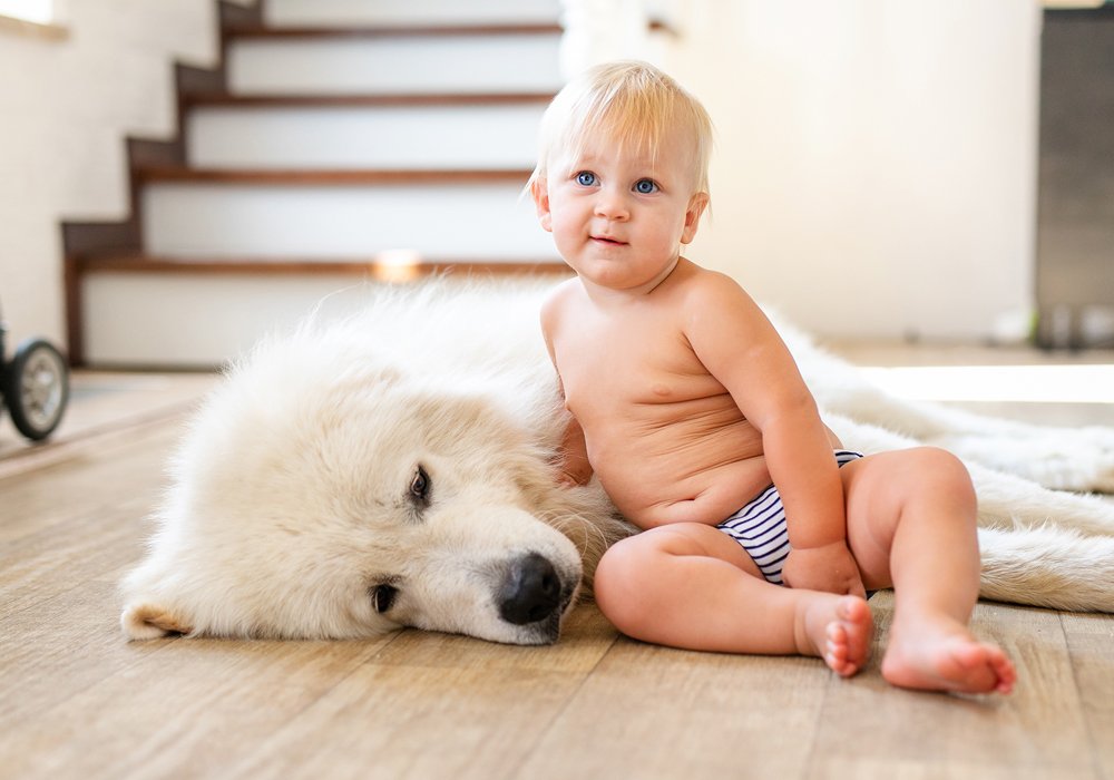 O Seu Cão É Super protetor com o Seu Bebé? Descubra Como Lidar com Esse Comportamento
