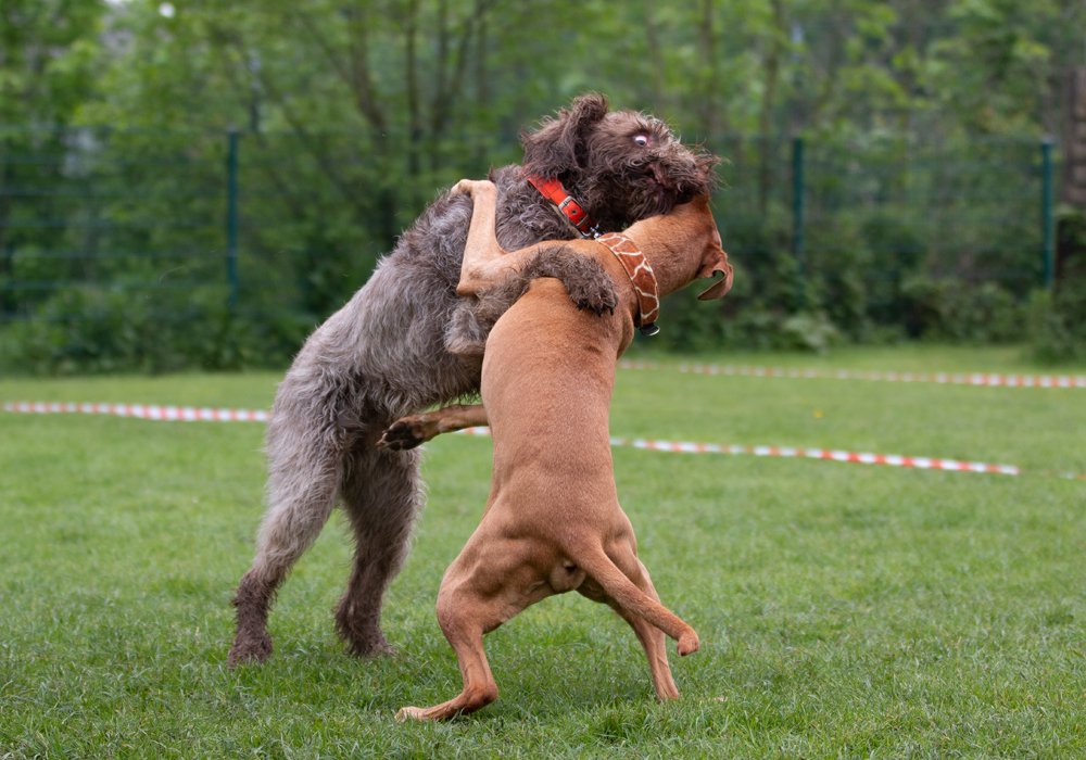 Como Lidar com a Agressividade entre Cães: Dicas Essenciais para um Ambiente Harmonioso
