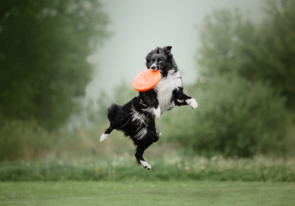 Como Lidar com a Hiperatividade em Cães