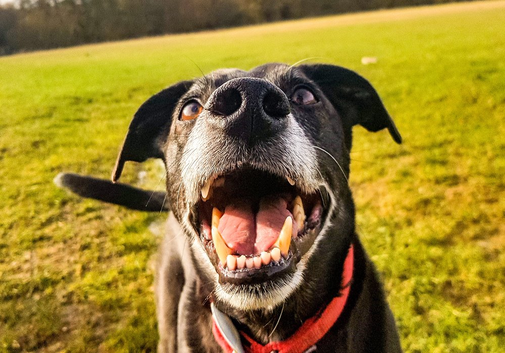 Submissão Excessiva em Cães: Como Lidar com o Comportamento de Urinar de Submissão