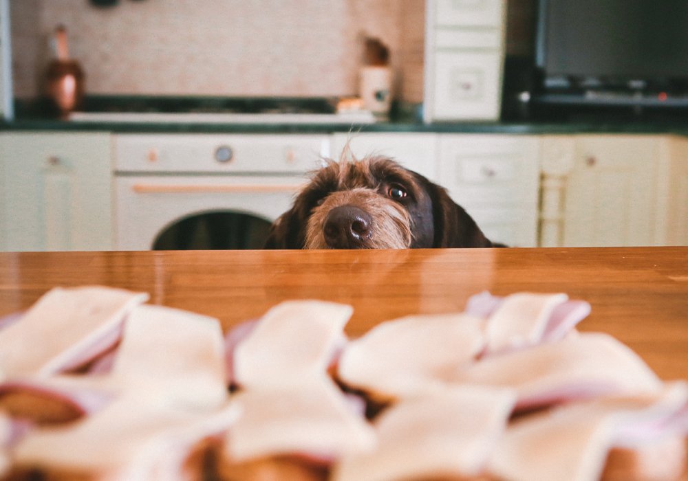 Como Evitar que o Seu Cão Mendigue Comida: Dicas de Treino Eficazes
