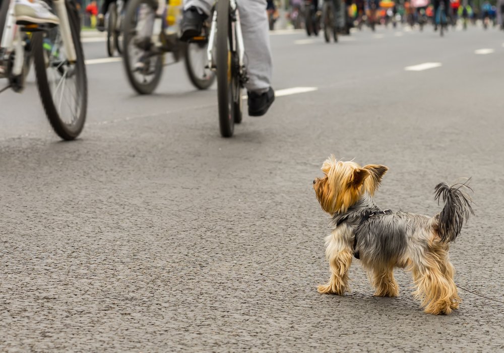 O Seu Cão Corre Atrás de Bicicletas ou Carros? 