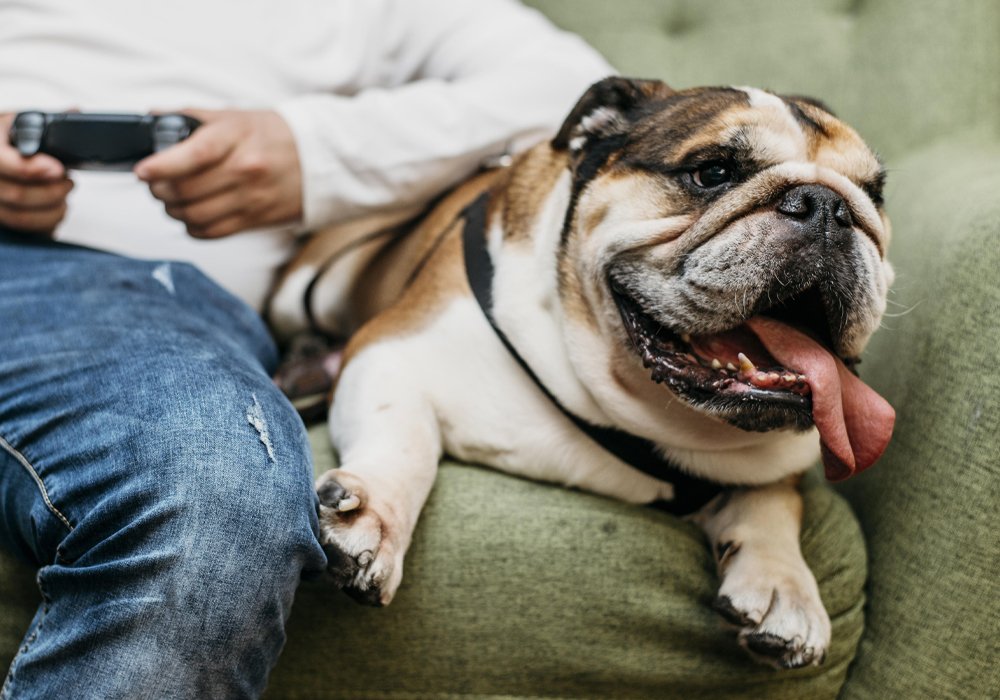 O Seu Cão Vai Deixar de Ter um Mau Comportamento por Conta Própria? 