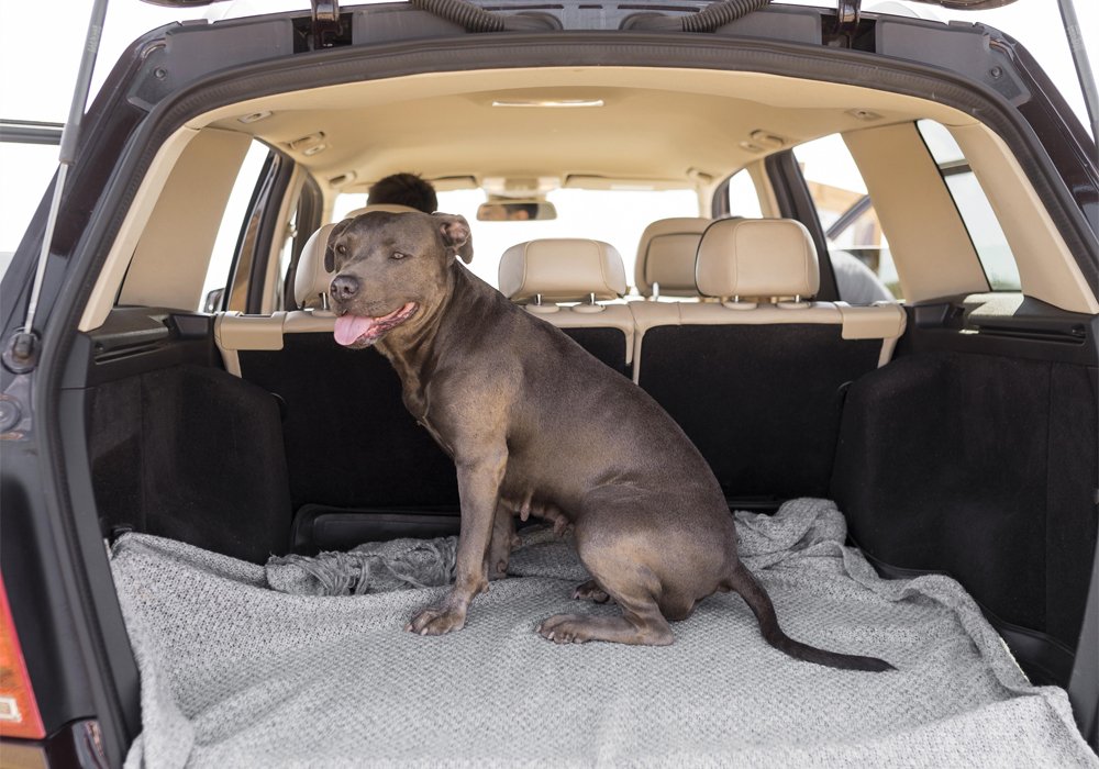 Como Ensinar o Seu Cão a Gostar de Viajar de Carro de Forma Segura e Confortável